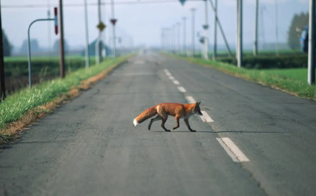 赤狐的亚种之一：赤狐－077