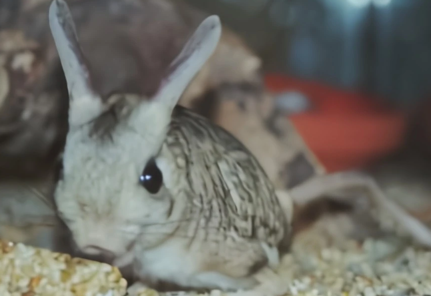 名字“平平无奇”的地兔，可以当宠物养吗？