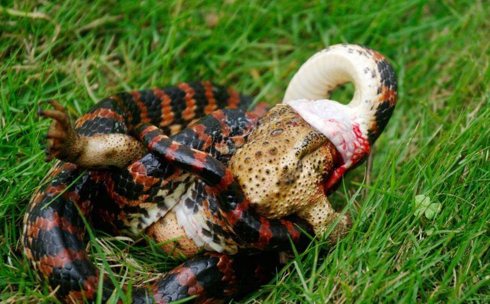 身为毒蛇的赤练蛇却被认为无毒，还当作宠物养