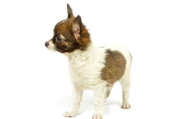性格温顺的小型犬有哪些