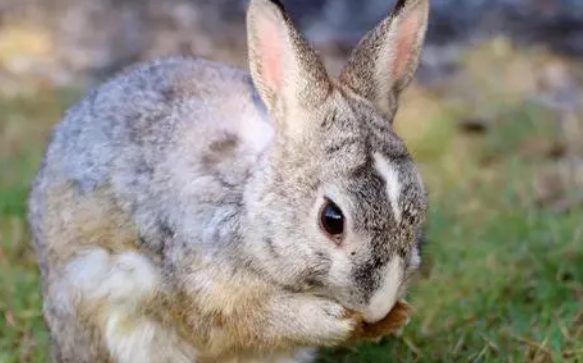 养宠经验：兔子耳螨专用药
