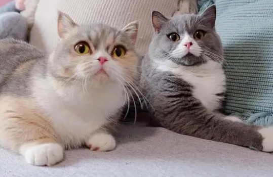 猫咪喜欢吃的猫条，到底是有害还是有利？