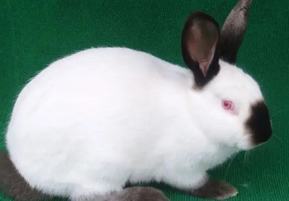 加利福尼亚兔的繁殖时间，你知道吗？