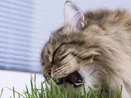 猫咪有必要吃猫草吗？