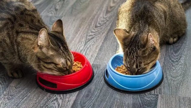 在猫粮上撒冻干纯肉：增加饮食多样性，调节口味补蛋白