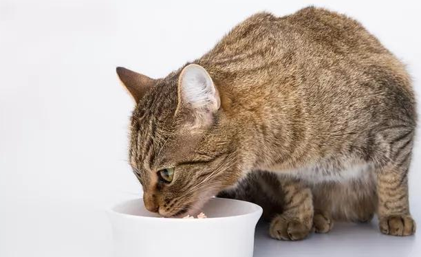 教你认识常见的几款猫咪零食！各有优劣