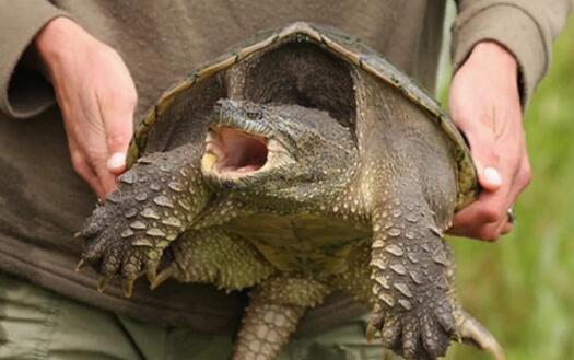 北美拟鳄龟的科普文，快来看看