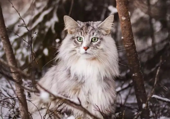 挪威森林猫性格如何？适合当宠物吗？
