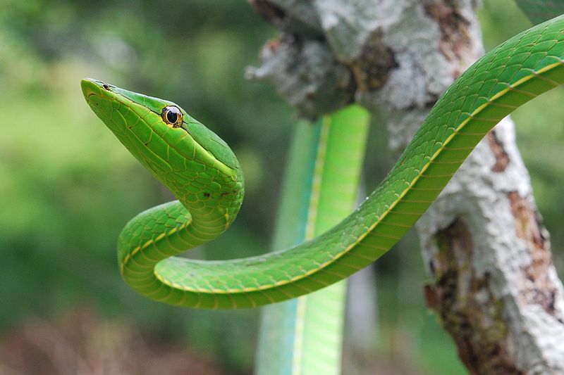 一篇绿瘦蛇的科普知识，快来看看吧！