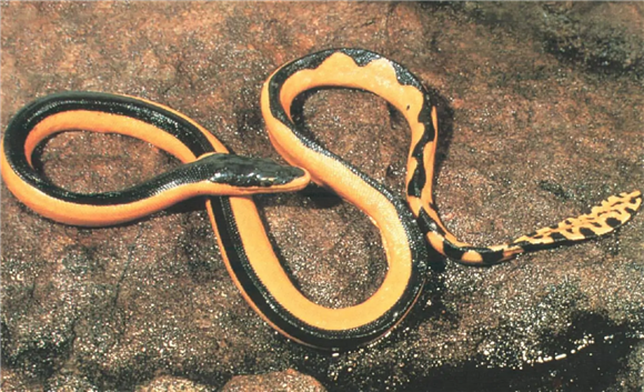 奇特的长吻海蛇，到底是什么样的呢？