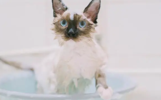 如何给猫咪洗澡？