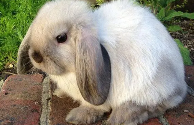 英国迷你垂耳兔能吃青菜吗？快来了解一下吧！
