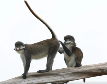 罕见的多格特青长尾猴有何特征？一文替你解答！
