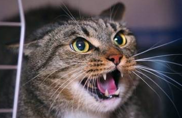 猫突然发狂的原因，了解一下