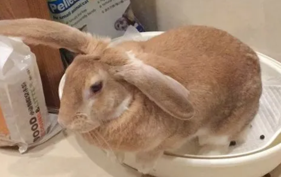 今日小知识：怎么教兔子上厕所