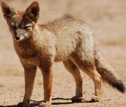 关于南美灰狐的科普小知识你知道吗？