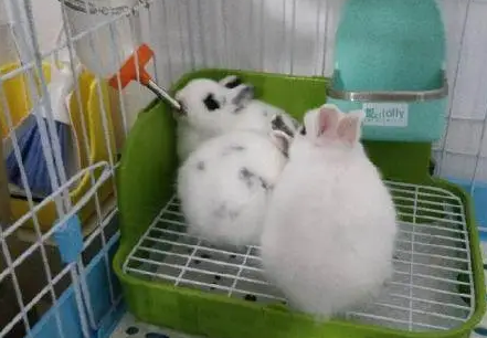 如何区分侏儒海棠兔和大型海棠兔？看这里