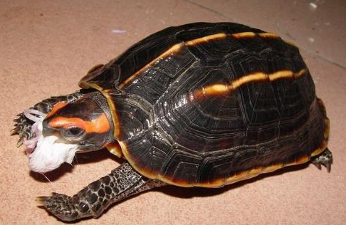 三龙骨龟可以长多大？有哪些特点？