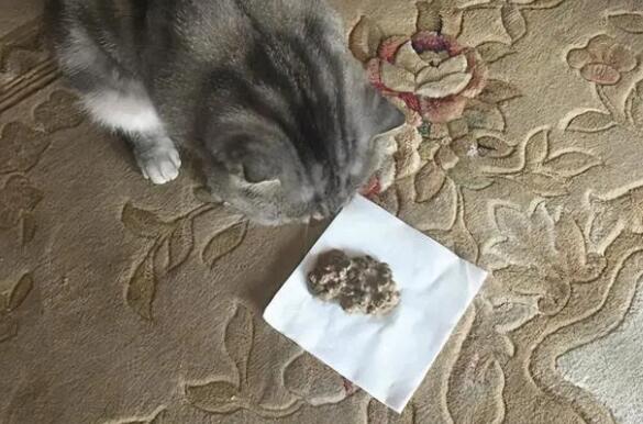 不知道猫咪经常吐猫粮是怎么回事？看这里！