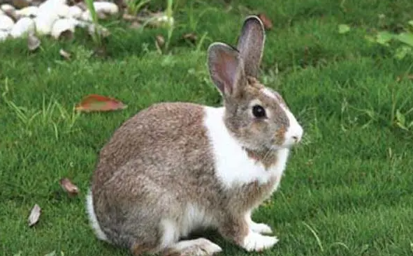 快来了解：夏温拿兔多少钱一只？