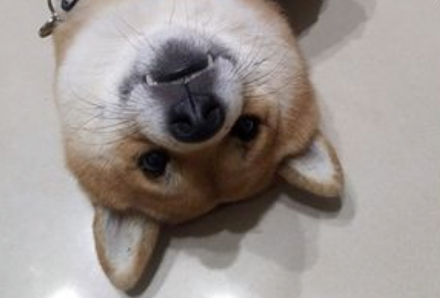 被主人“欺压”已久的柴犬终于翻身做老大了