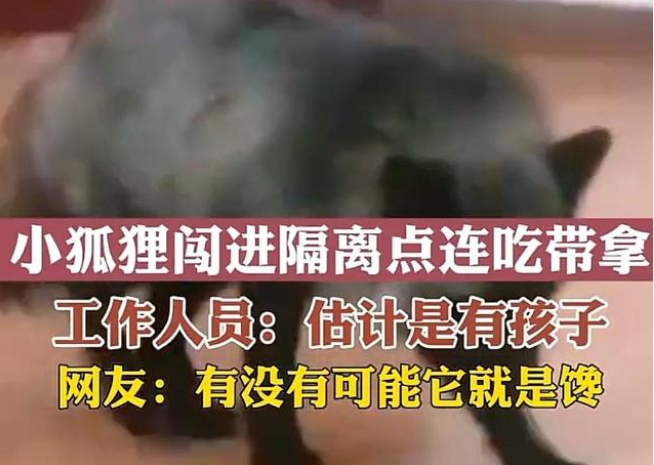 城市里出现“玄狐”，为什么有人说“这不是好事”？