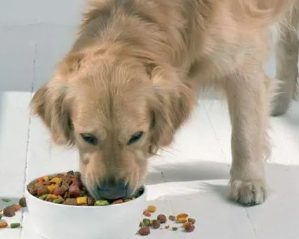狗狗不吃狗粮食欲不振怎么办？