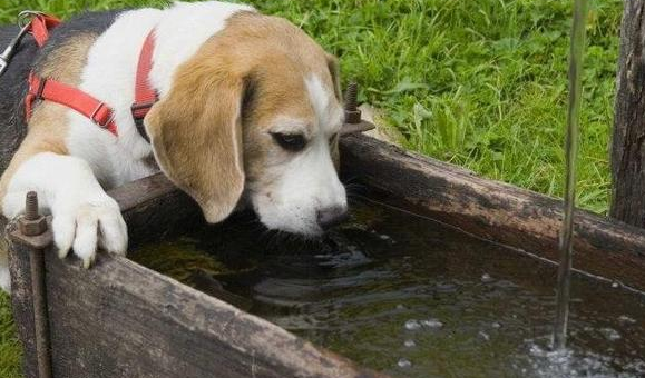 狗狗光喝水不吃饭，考虑这几个原因