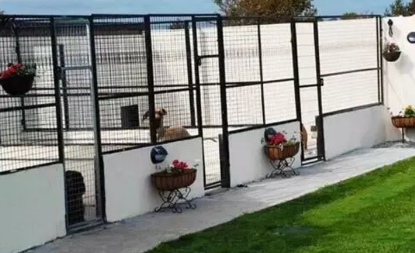 犬舍的日常管理和犬舍狗的饲养须知