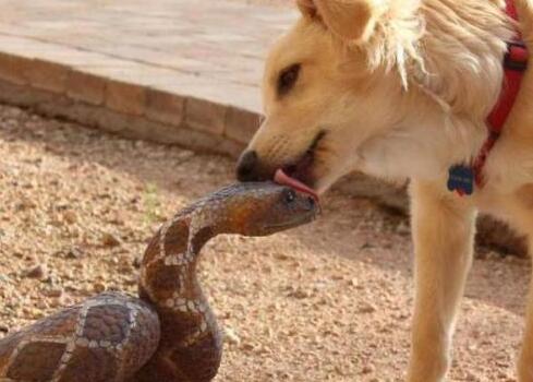 狗怕蛇吗？这篇文章给你答案