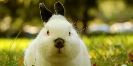 暹罗兔和喜马拉雅兔的区别是什么？来看看