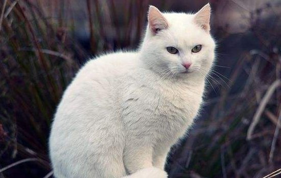 白猫头顶有黑毛是啥猫 要知道白猫不会随便因为颜色改变