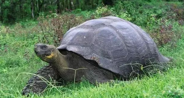 体型巨大的加拉帕戈斯象龟，了解一下吧
