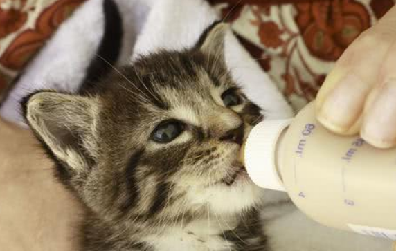养宠经验：幼猫喝什么奶粉