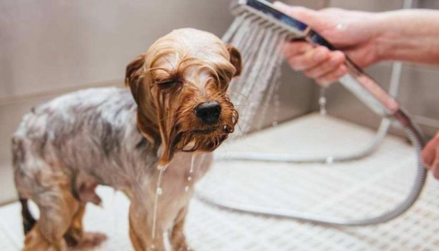 给狗狗洗澡的6个误区，原来你错了很多年了！