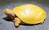 黄金鳖分布在南方还是北方？南北之别是否明显？