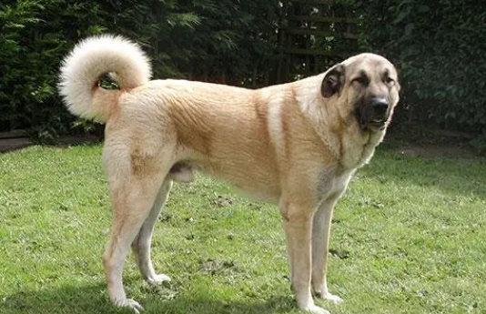 怎么训练安纳托利亚牧羊犬听话？该怎么做？