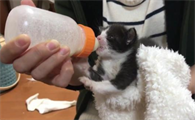 小奶猫能喝纯牛奶吗？可以来看看！