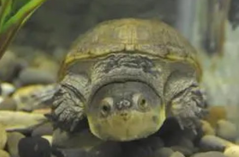窄桥蛋龟如何饲养比较好？饲养注意点来啦！