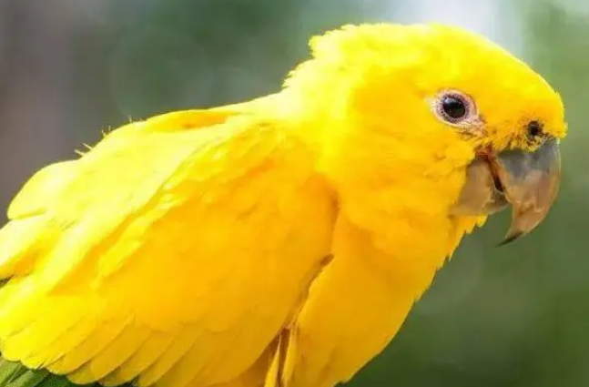 大金黄鸟怎么繁殖？来看看吧