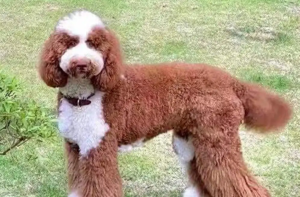巨贵怎么看纯不纯？怎么才能看出？