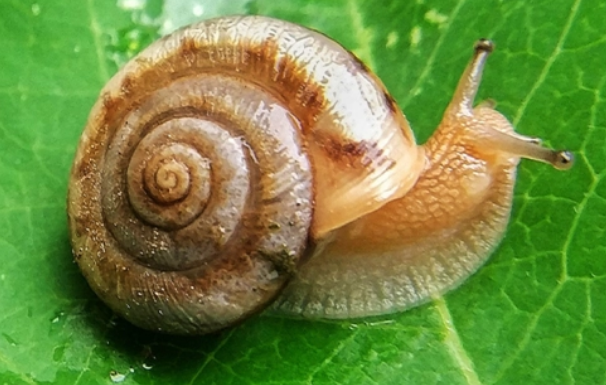 蜗牛可以养吗？怎么养蜗牛？