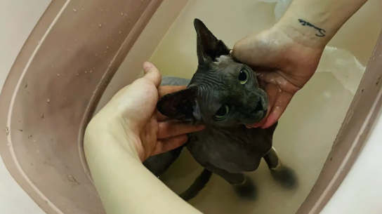 斯芬克斯猫洗完澡死了怎么回事？