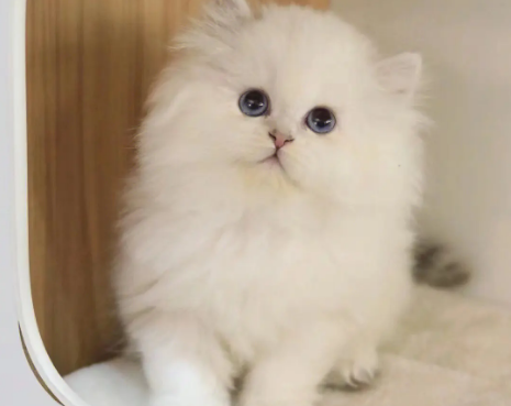 长毛银点猫的优缺点有哪些？你是否了解？
