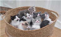 刚出生的小奶猫怎么养，这些技巧简单易懂