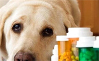 有人了解狗狗吃庆大霉素的作用吗？快来看看吧~