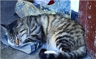 土猫耳朵尖有毛吗？看完本文就知道了