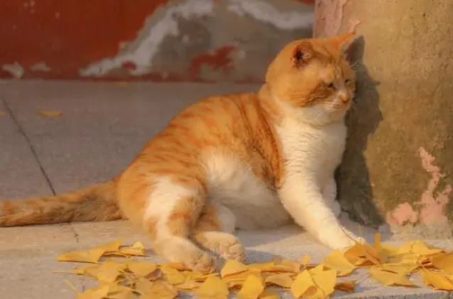 短腿橘猫是什么品种？快来看看吧~