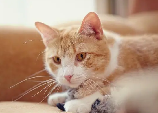 给猫咪吃了这么久的宠物化毛膏，你们知道其原理吗？