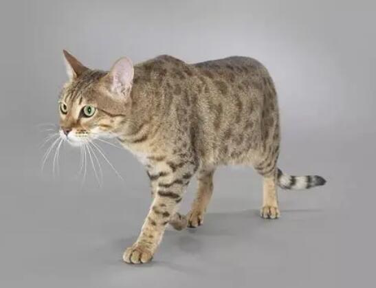 热带草原猫怎么养？有人清楚吗？